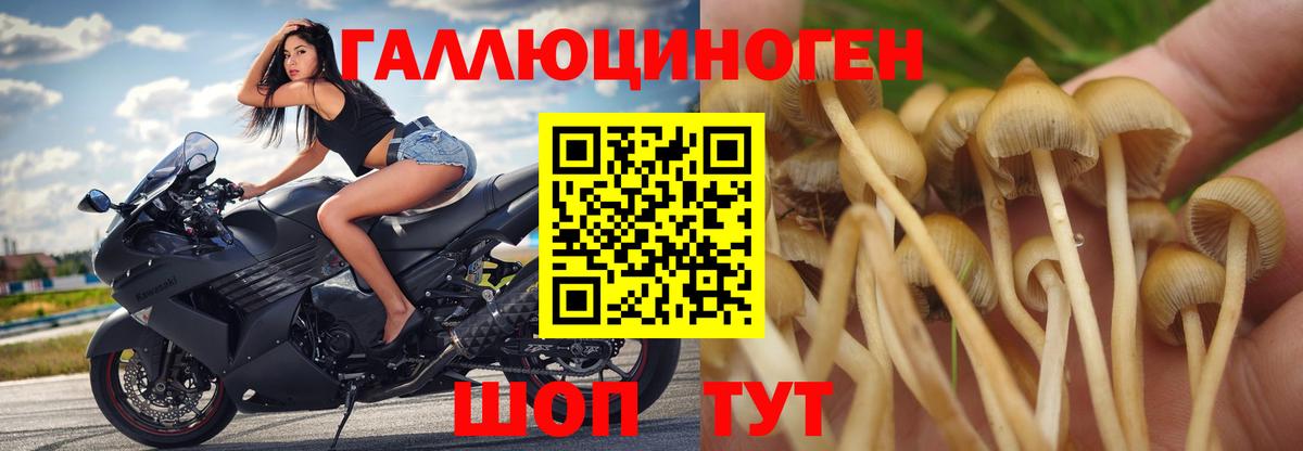 купить наркотик  Вход с VPN  Зима  Псилоцибиновые грибы прущие грибы 