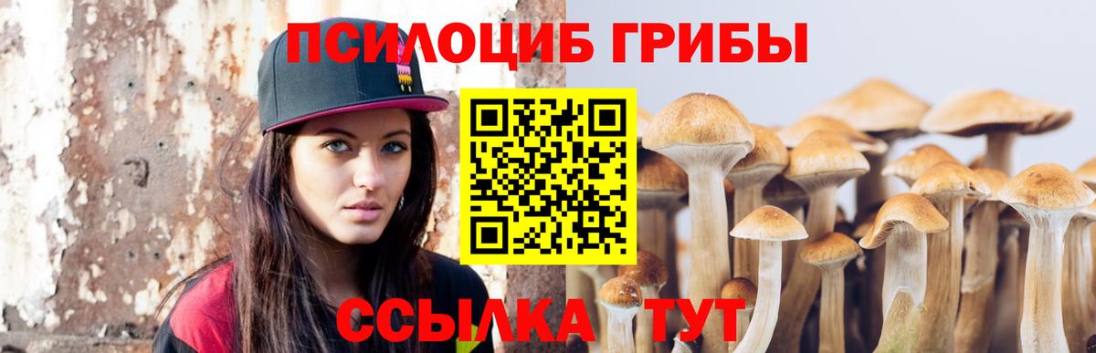 Псилоцибиновые грибы Psilocybine cubensis Зима
